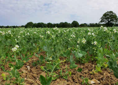 Root Crop