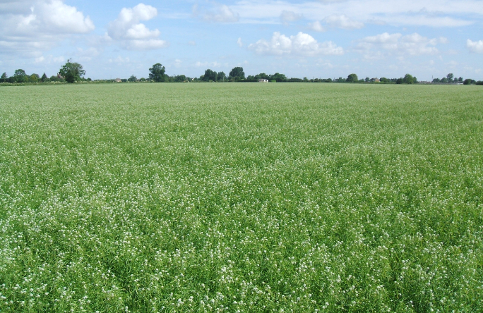 Cress field